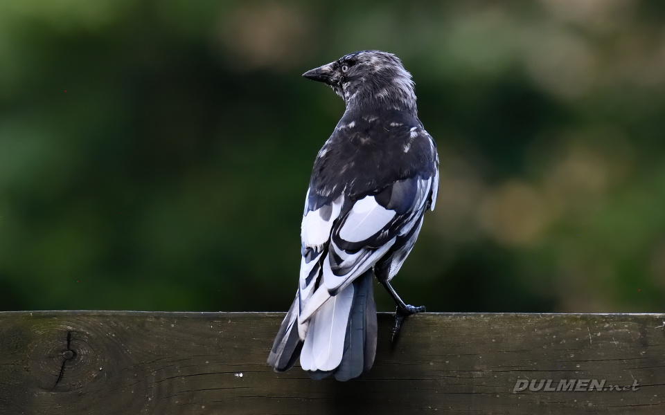01 Western Jackdaw (Coloeus monedula)